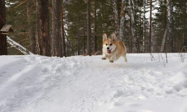 750+ Cool Dog Names For Girls: Trendy & Timeless!