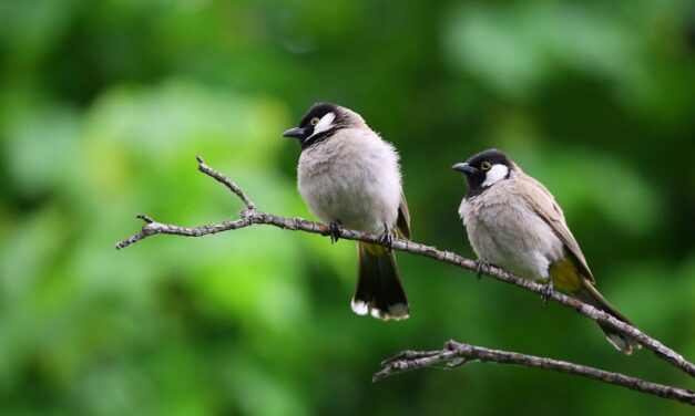 750+ Cool Names For Birds: Ultimate Guide