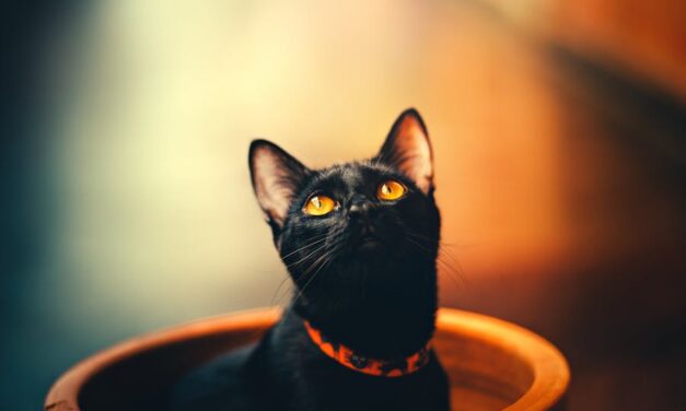 700+ Cool Names For Black Cats: Mysterious And Cool Names For Black Cats That Stand Out