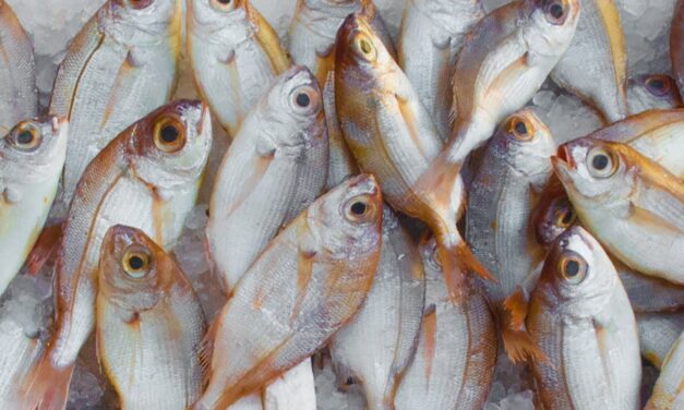 450+ Cool Names For Fish: Dive into Unique Aquatic Wonders
