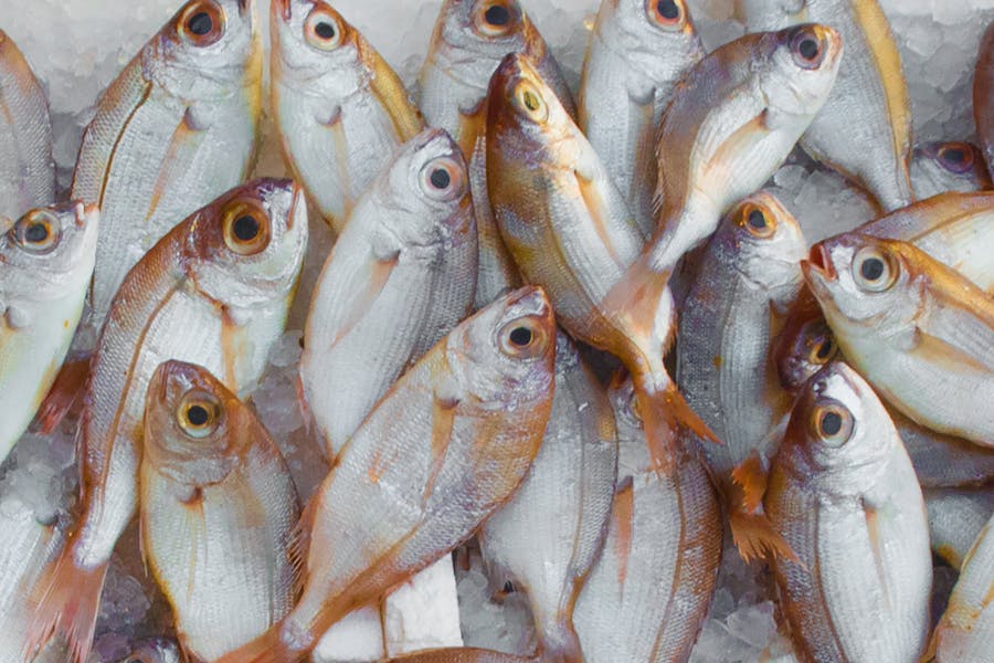 450+ Cool Names For Fish: Dive into Unique Aquatic Wonders