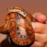 300+ Cool Names For Snakes: Unique, Fun & Creative Ideas