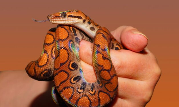 300+ Cool Names For Snakes: Unique, Fun & Creative Ideas