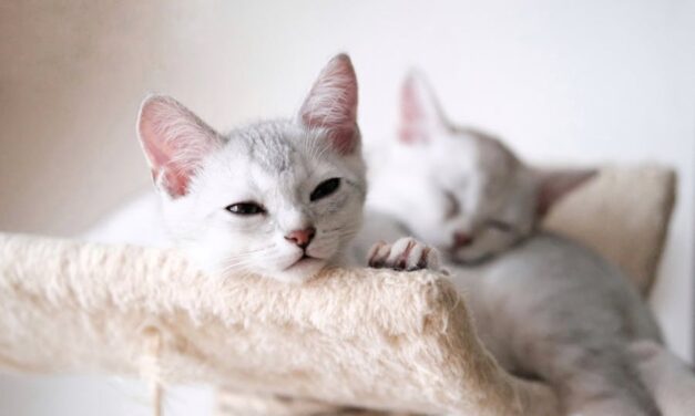 650+ Cool Names For White Kittens: Unique And Cool Names For White Kittens That Stand Out