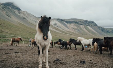 500+ Cool Names For Black Horses: Unique and Powerful Ideas
