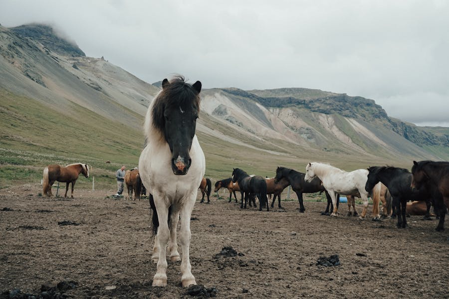 500+ Cool Names For Black Horses: Unique and Powerful Ideas