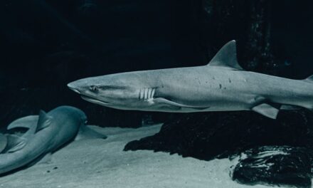 800+ Cool Names For Sharks: Fierce And Unique Ideas