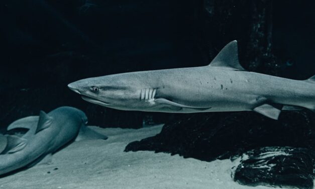 800+ Cool Names For Sharks: Fierce And Unique Ideas