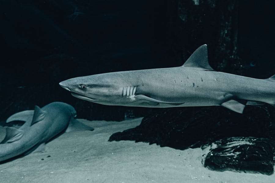 800+ Cool Names For Sharks: Fierce And Unique Ideas
