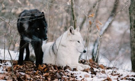 450+ Cool Names For Wolves: Strong And Wild Ideas