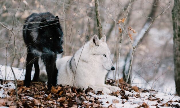 450+ Cool Names For Wolves: Strong And Wild Ideas