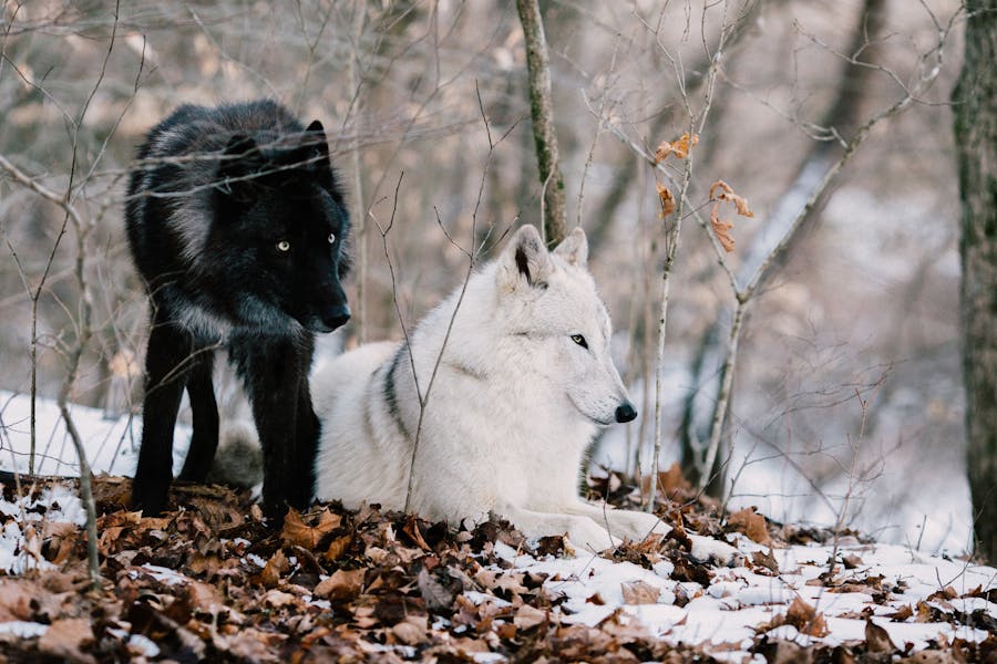 450+ Cool Names For Wolves: Strong And Wild Ideas