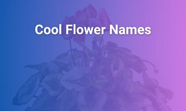 Cool Flower Names and Their Beautiful Meanings Explained